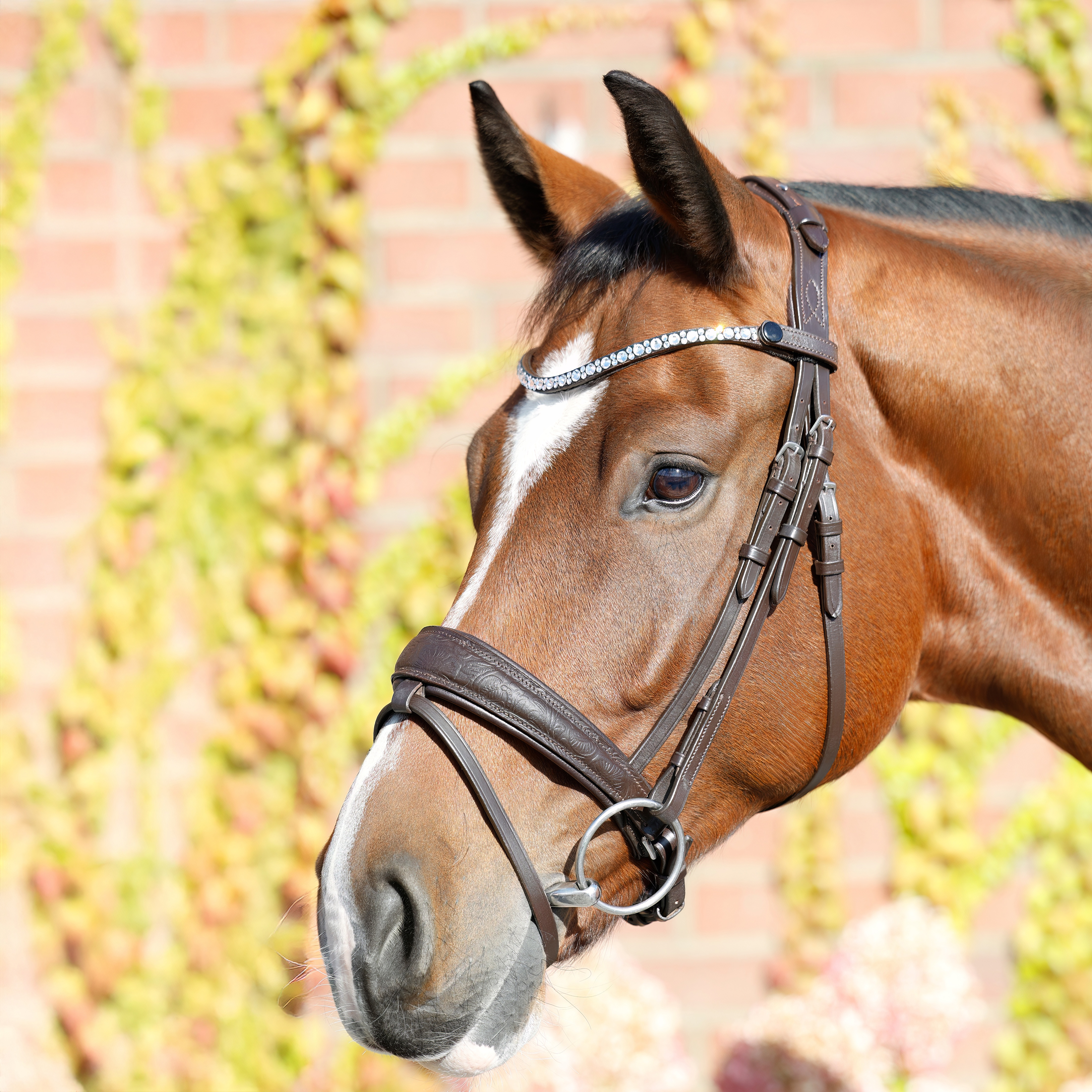 Trense-Paisley-mit-Muster-Braun-entfernbarer-Sperrriemen
