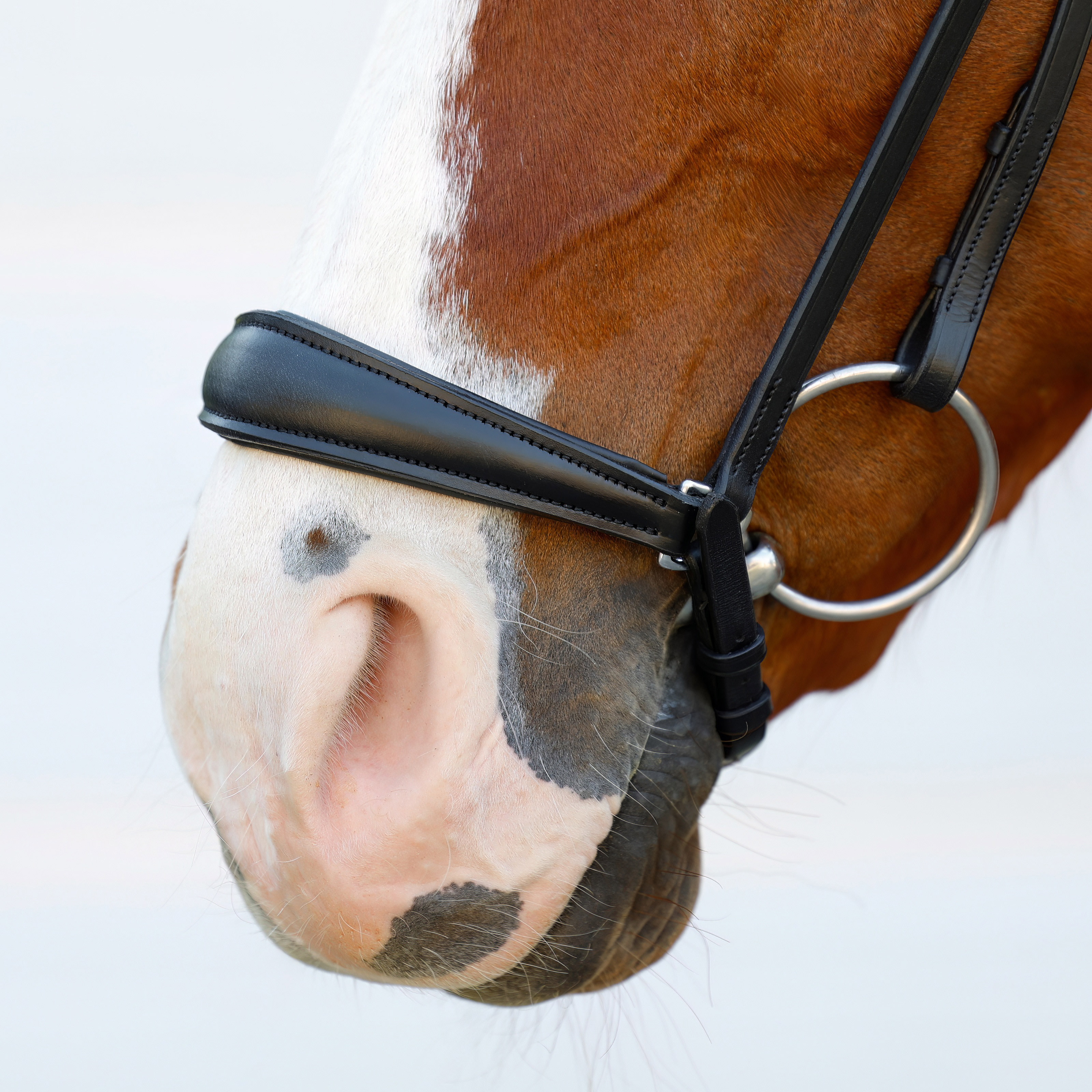 Reithalfter-Comfort-Hannoveranisch-hannover-hannoversch-Schwarz-Unterleg