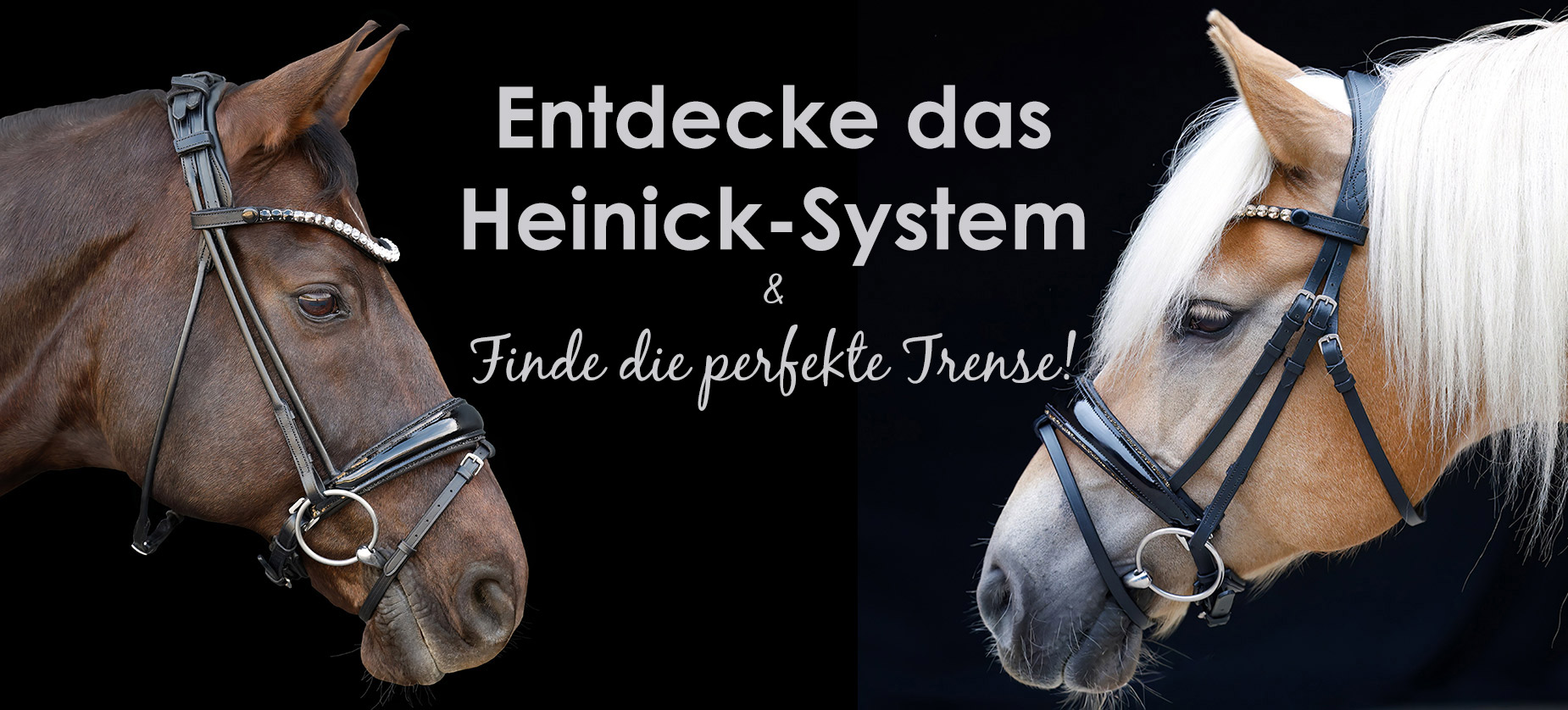 Finde-die-perfekte-Trense