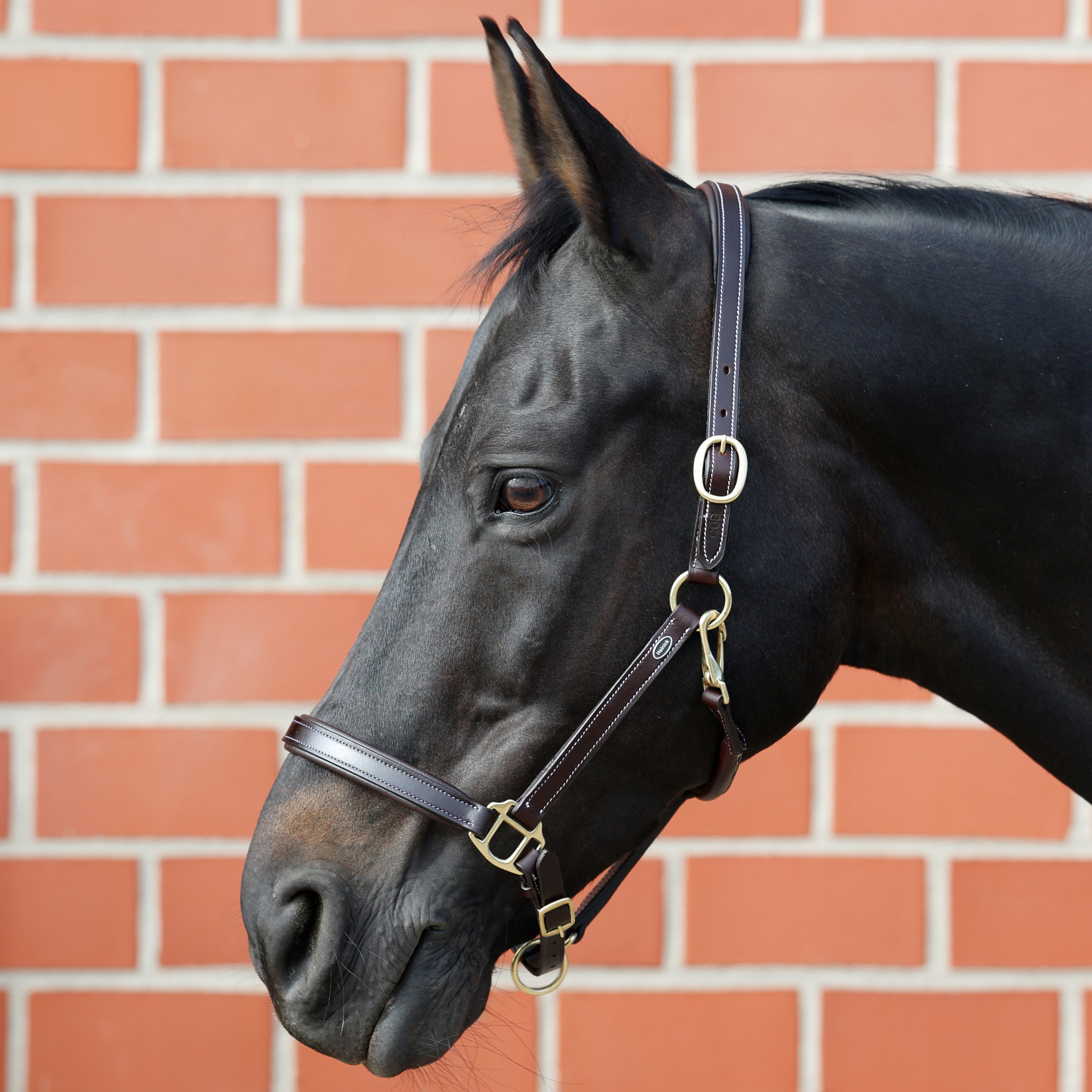 Lederhalfter-Rund-Nero-Braun