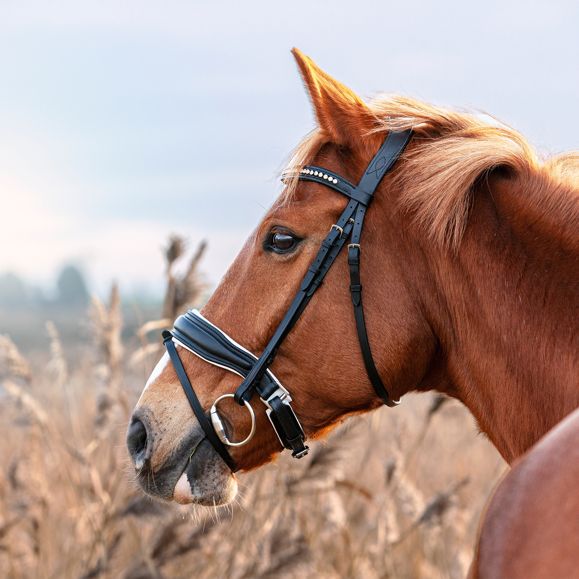 Anatomische-Trense-Custom-Weiss-Warm-Vollblut
