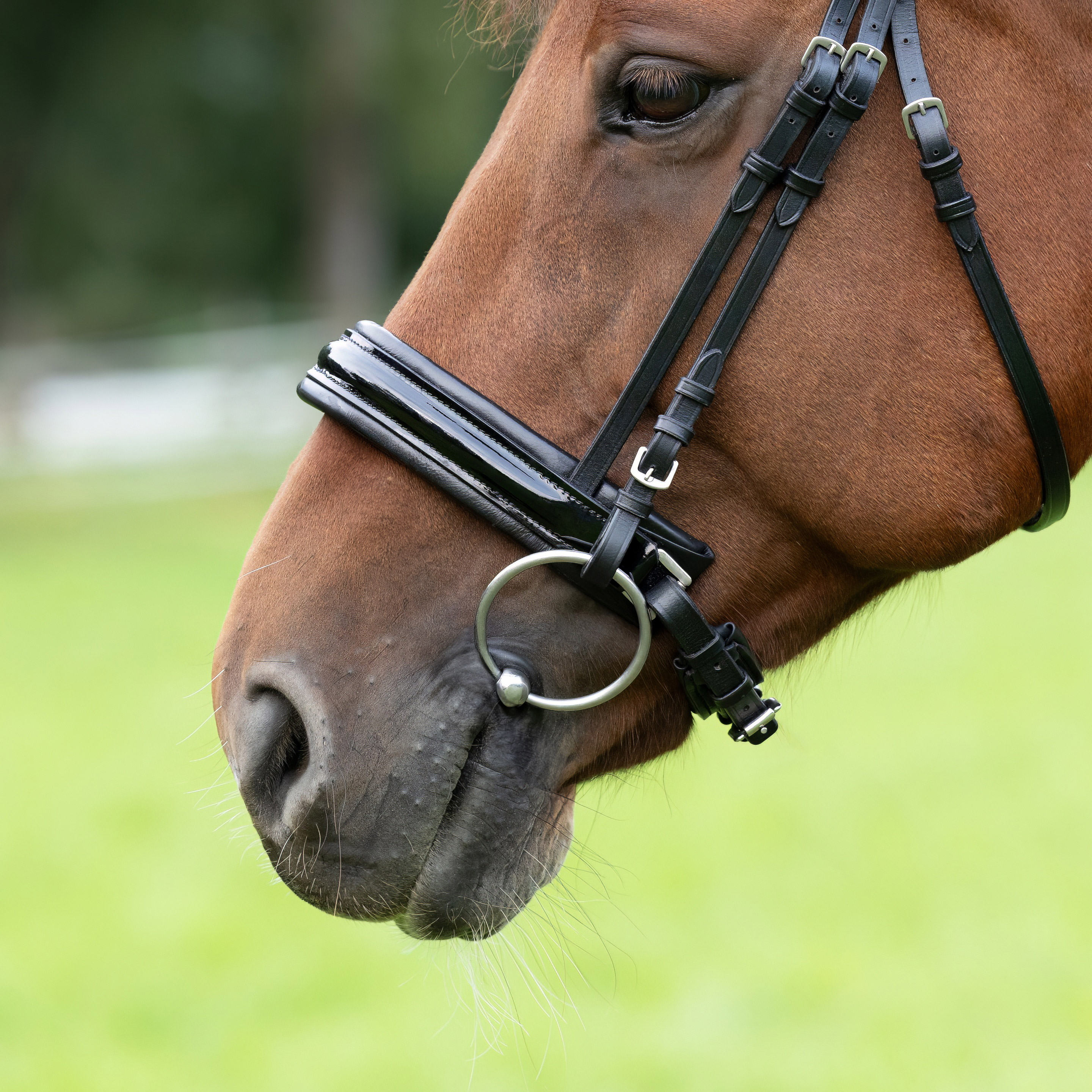 Reithalfter-Extra-Breit-Motion-Schwarz-Schnallen-Lack-ohne-Sperrriemen