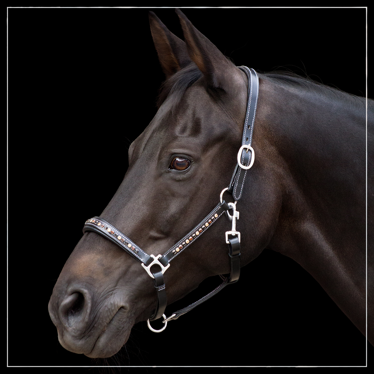 Lederhalfter ProLine Bari