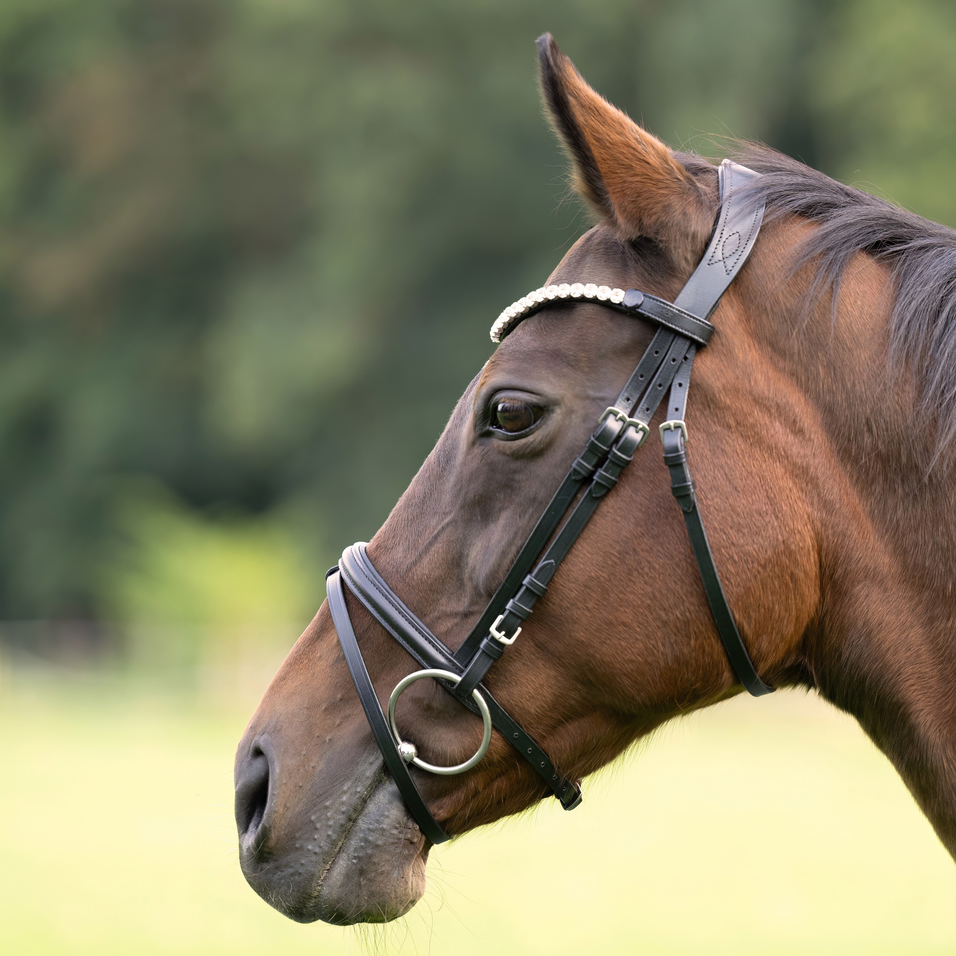 Trense-Comfort-englisch-kombiniert-Schnallen-schwarz