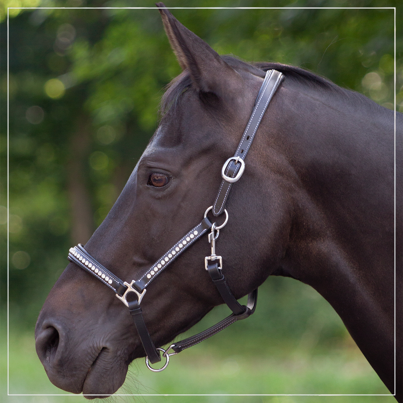 Lederhalfter ProLine Diamant