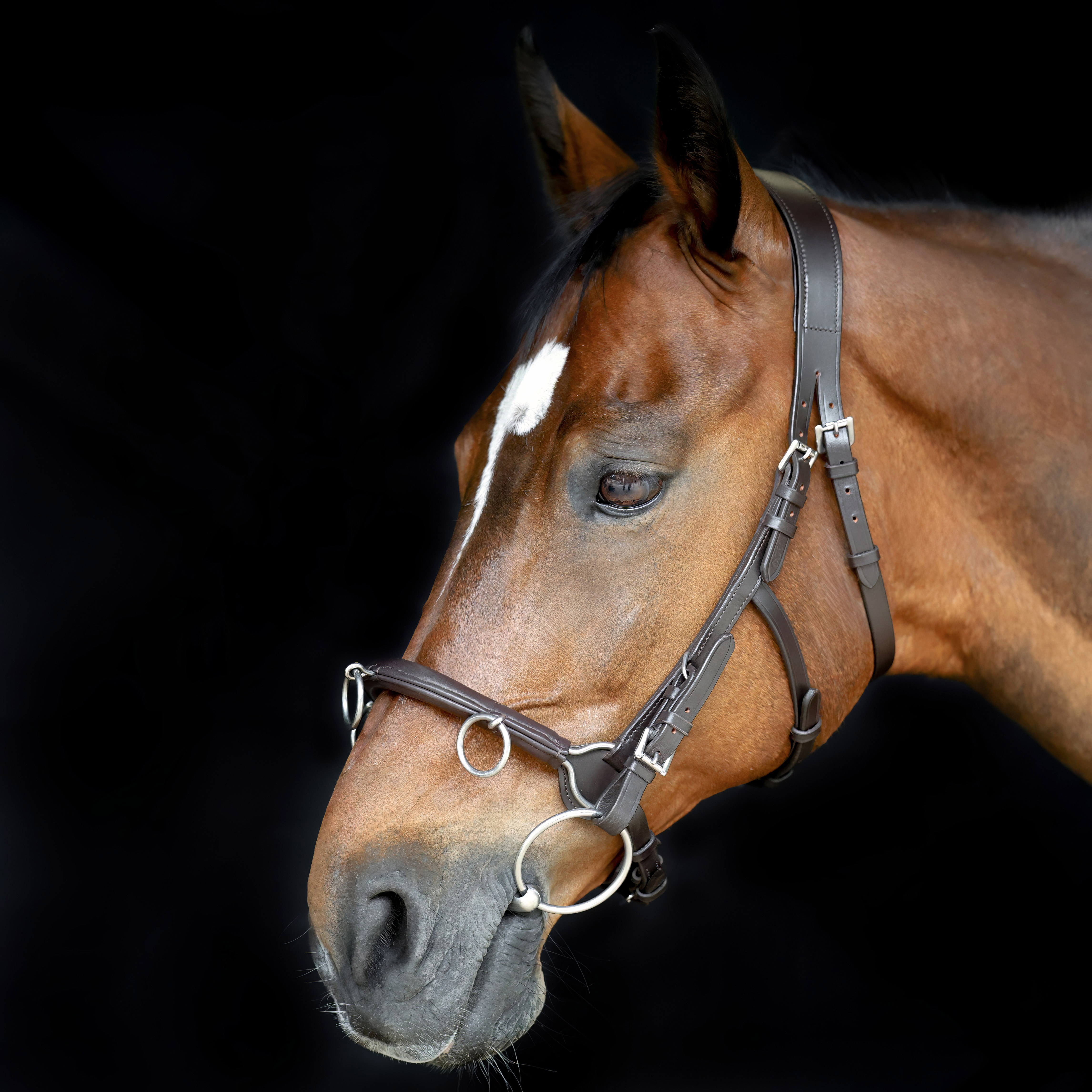 Cavesson-Kappzaum-Cavecon-mit-Gebissriemen-Braun-Warmblut-Vollblut