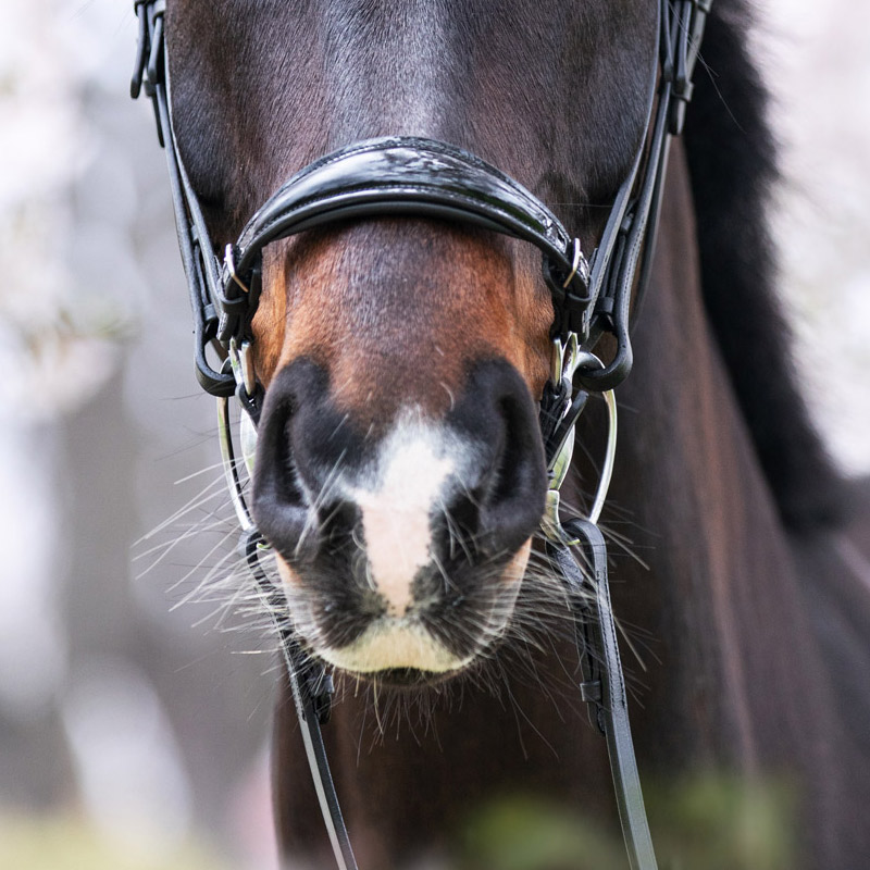 Reithalfter-Lack-800