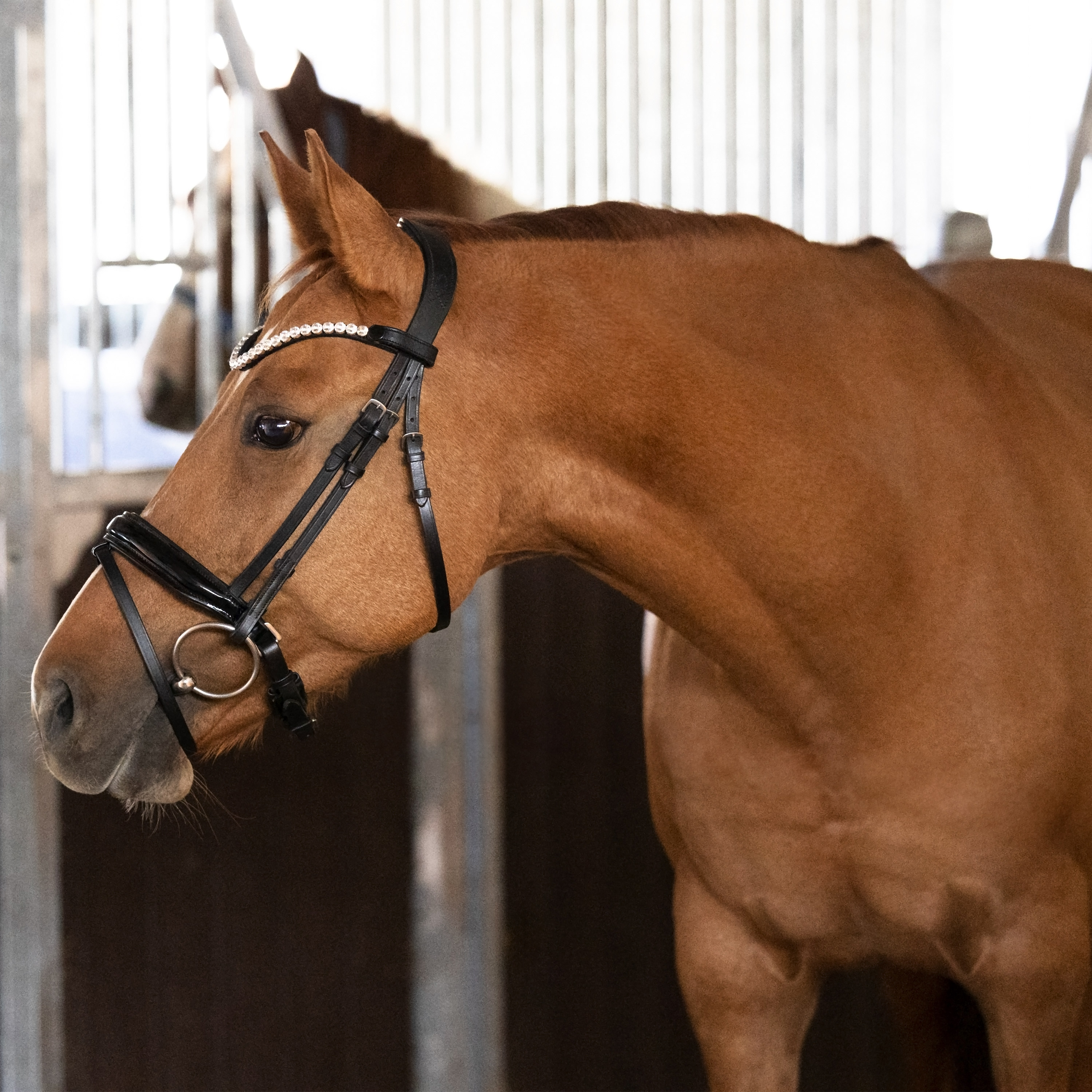 Trense-Selection-Schwarz-Lack-mit-Zaumhaken