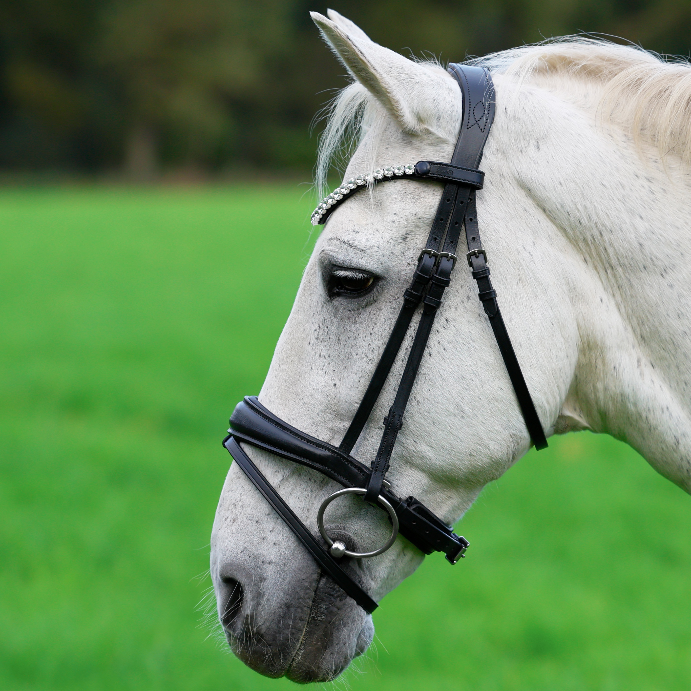 Trense-Competition-Schwarz-Zaumhaken-Warmblut-Vollblut
