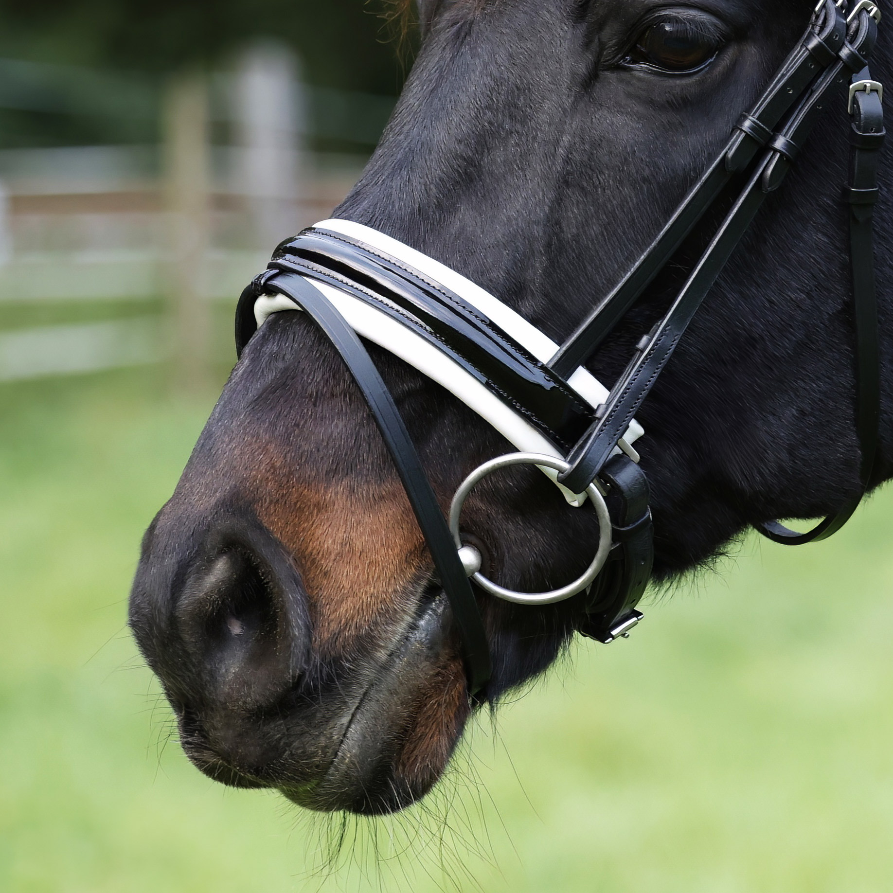 Reithalfter-Motion-Weiss-Lack-Schnallen-mit-Sperrriemen