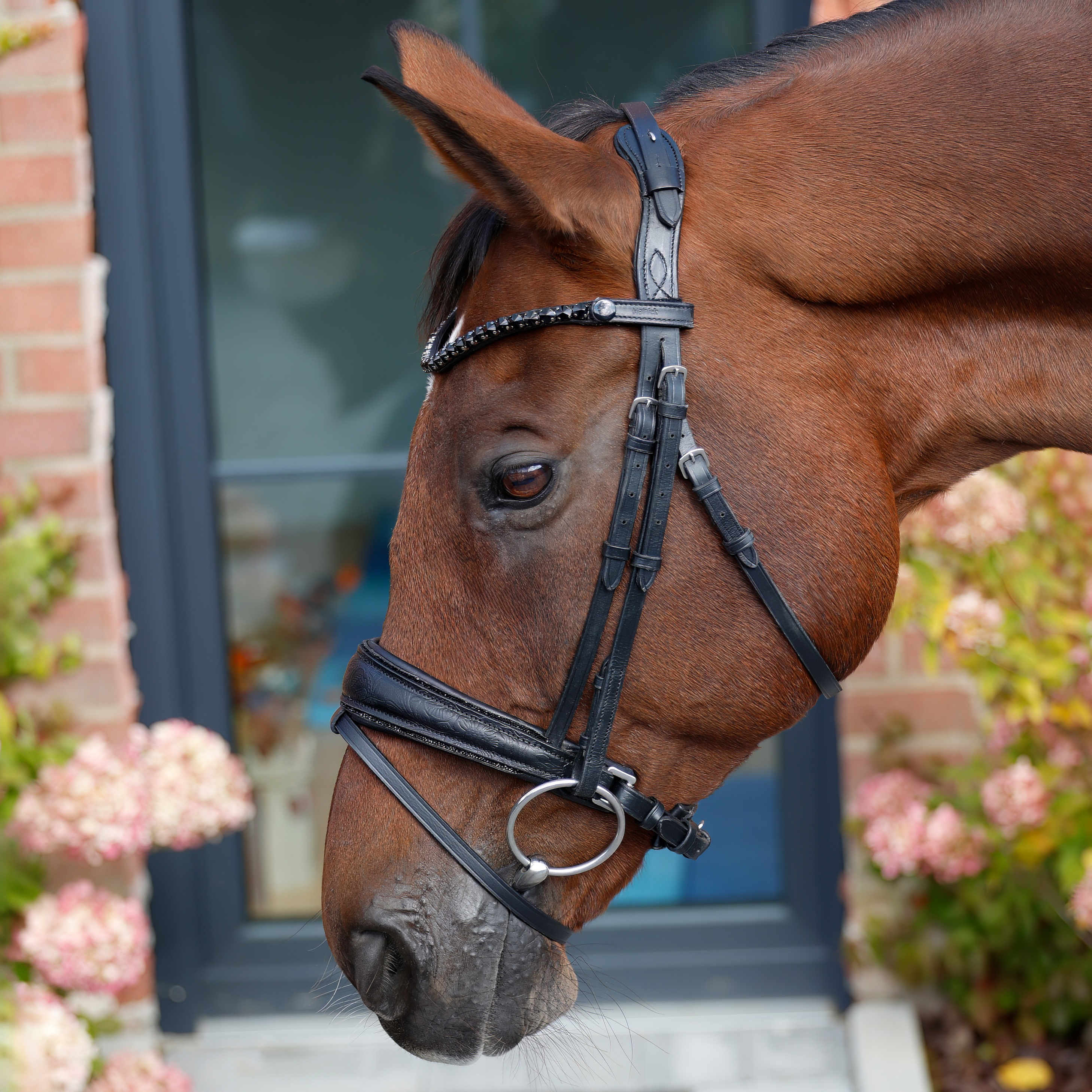 Trense-Paisley-mit-Muster-Glitzer-Schwarz-Schwarz-entfernbarer-Sperrriemen