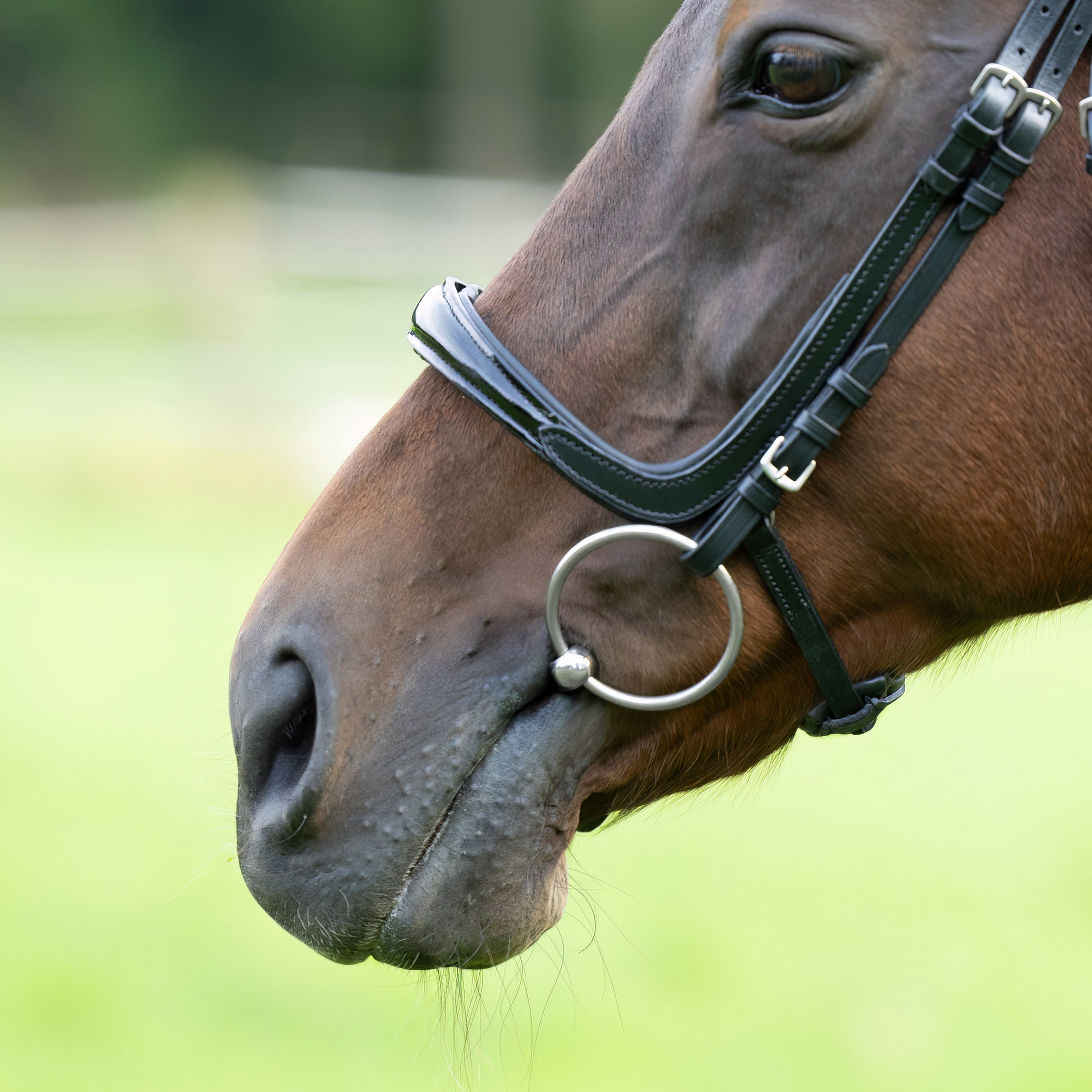 Reithalfter-Fenja-ohne-Sperrriemen-Lack-Schnallen-schwarz