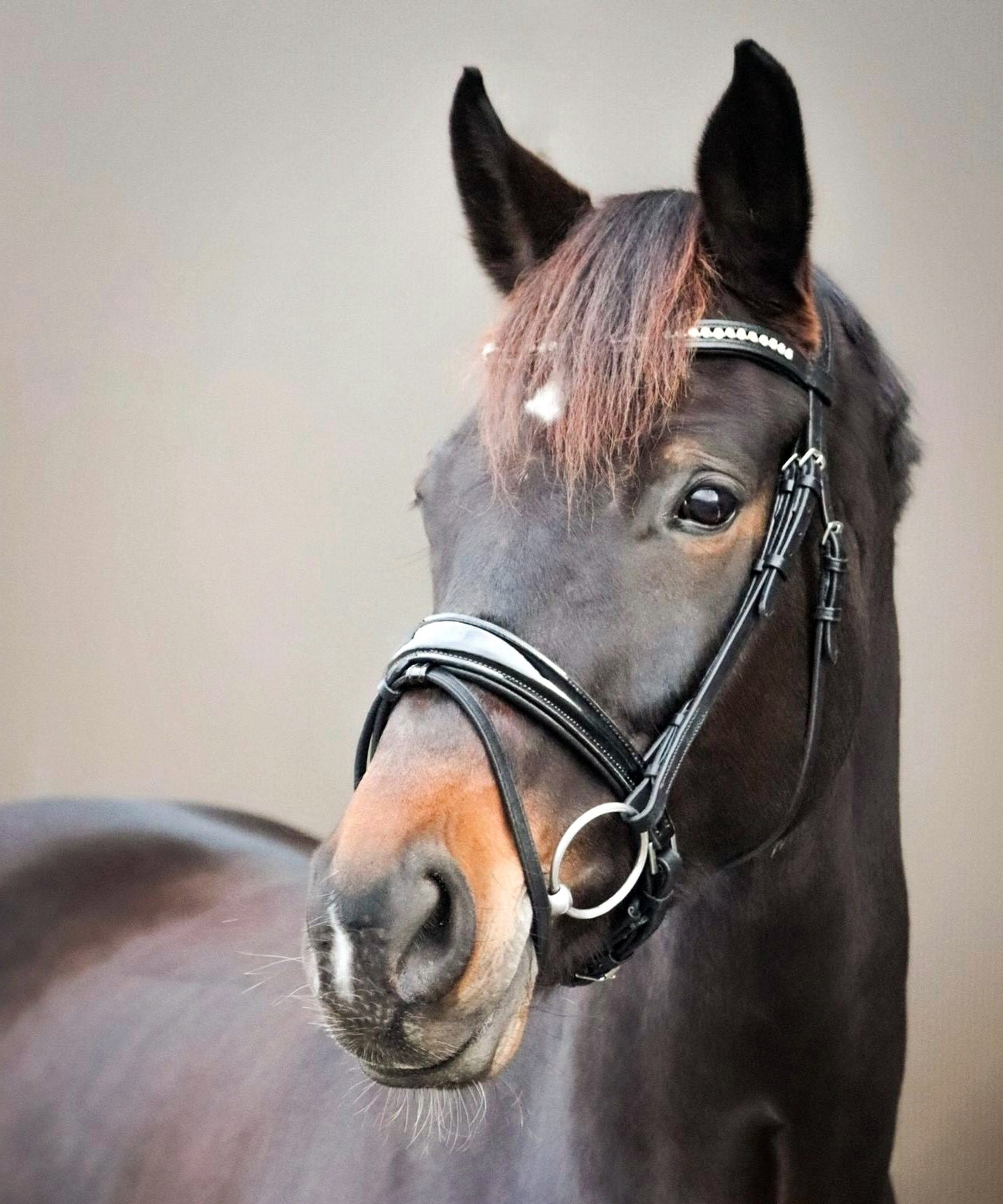 Anatomische-Trense-Performance-Schwarz-Lack-