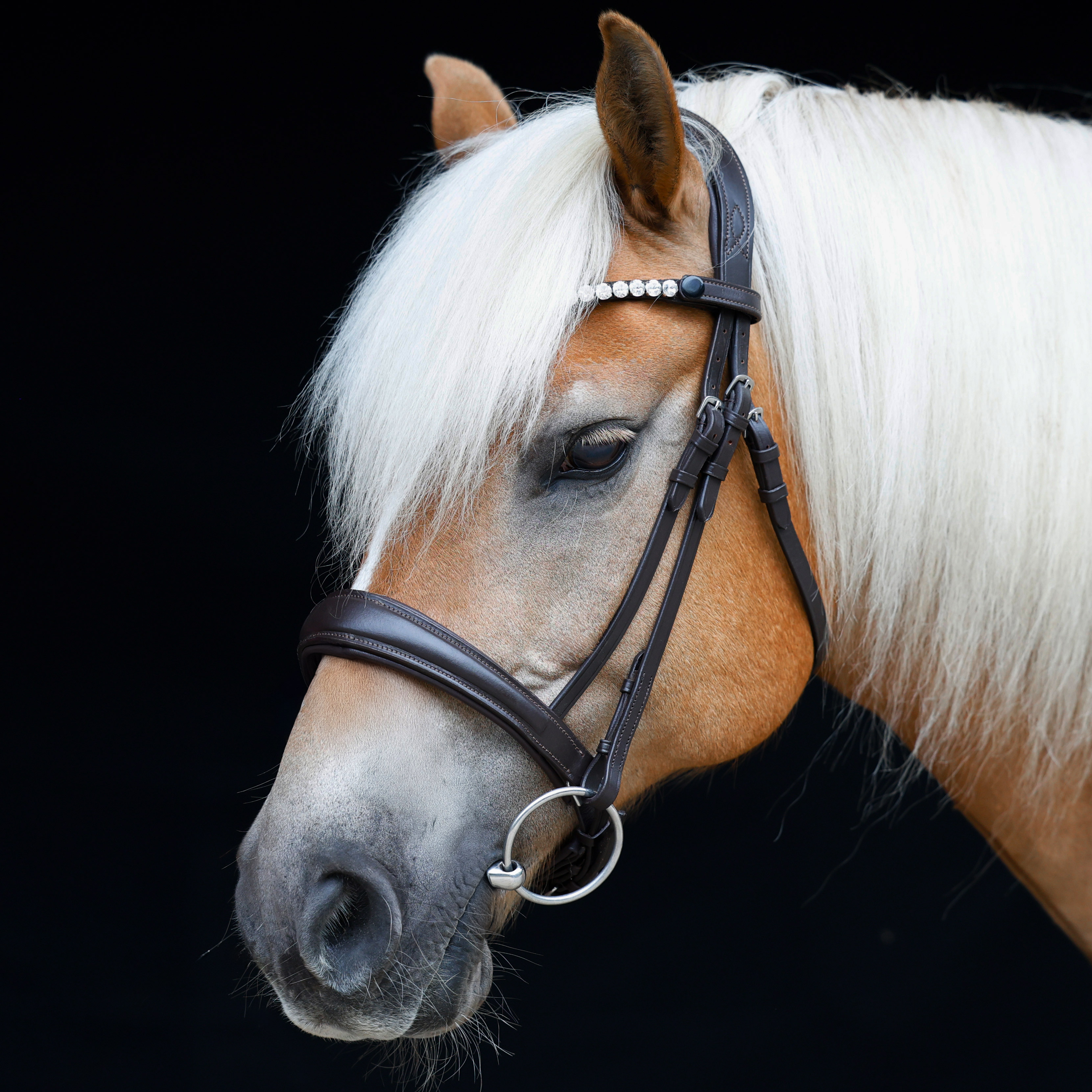 Trense-Performance-ohne-Sperrriemen-Braun