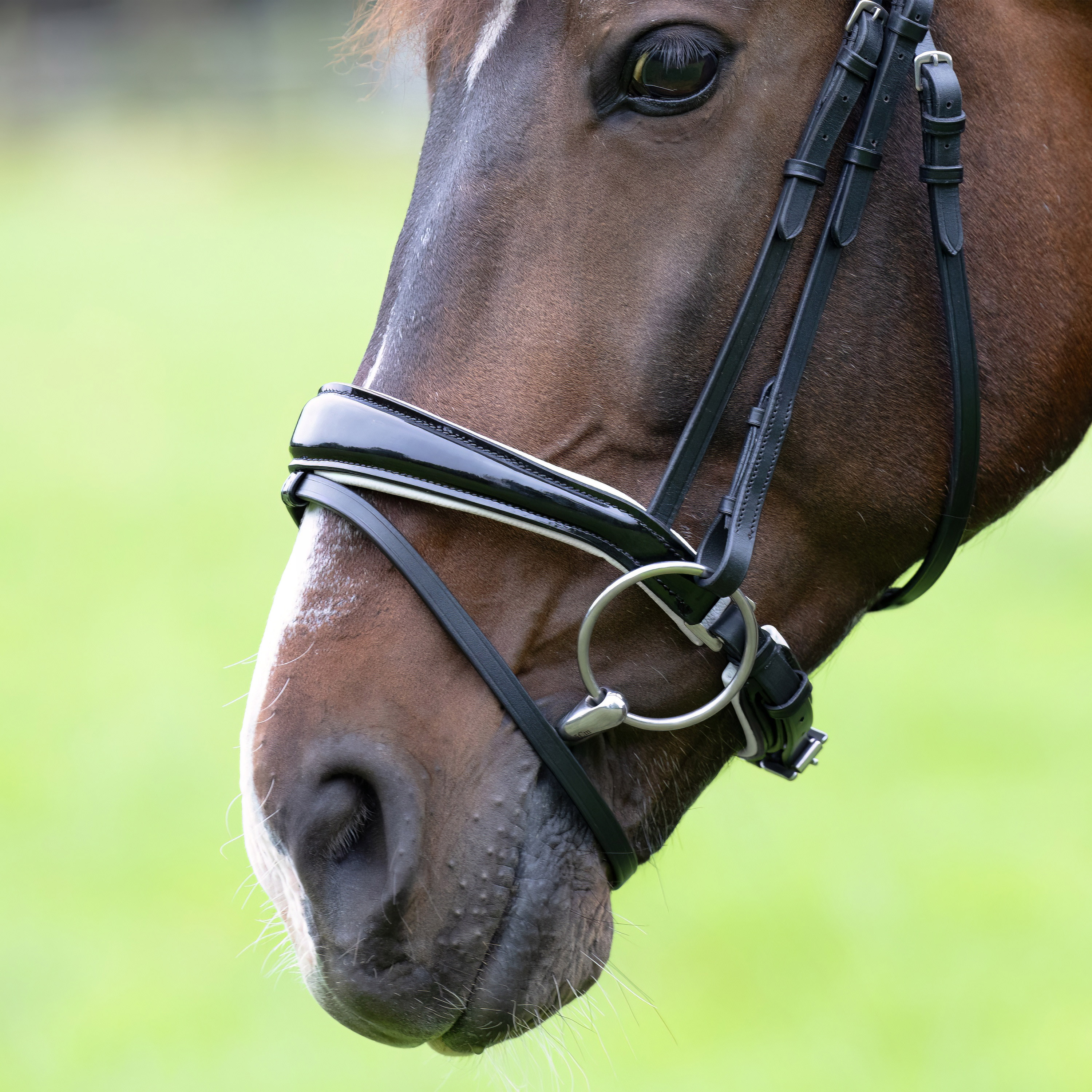 Reithalfter-Competition-Schwarz-Weiss-Lack-Zaumhaken-Warmblut-Vollblut