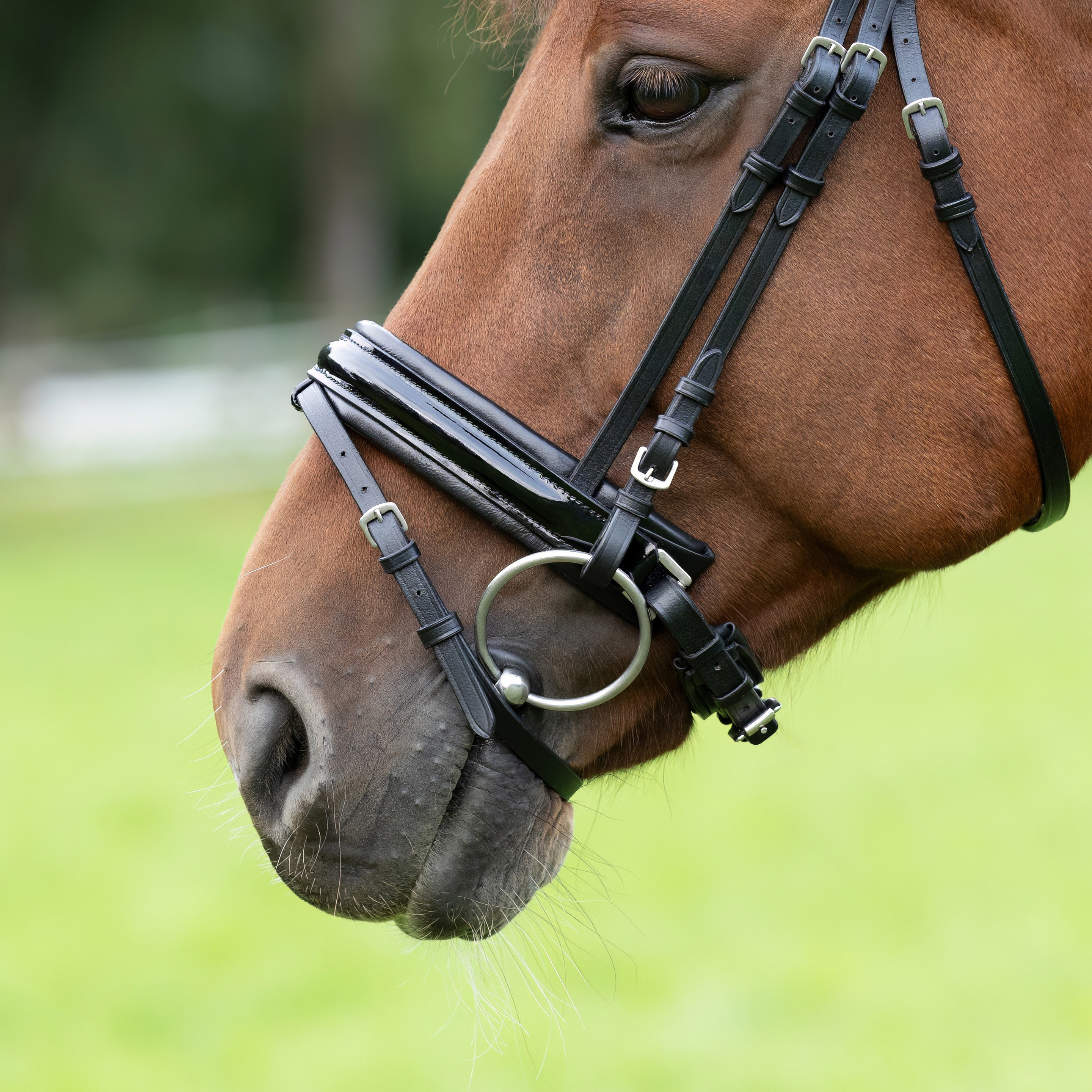 Reithalfter-Extra-Breit-Motion-Schwarz-Schnallen-Lack