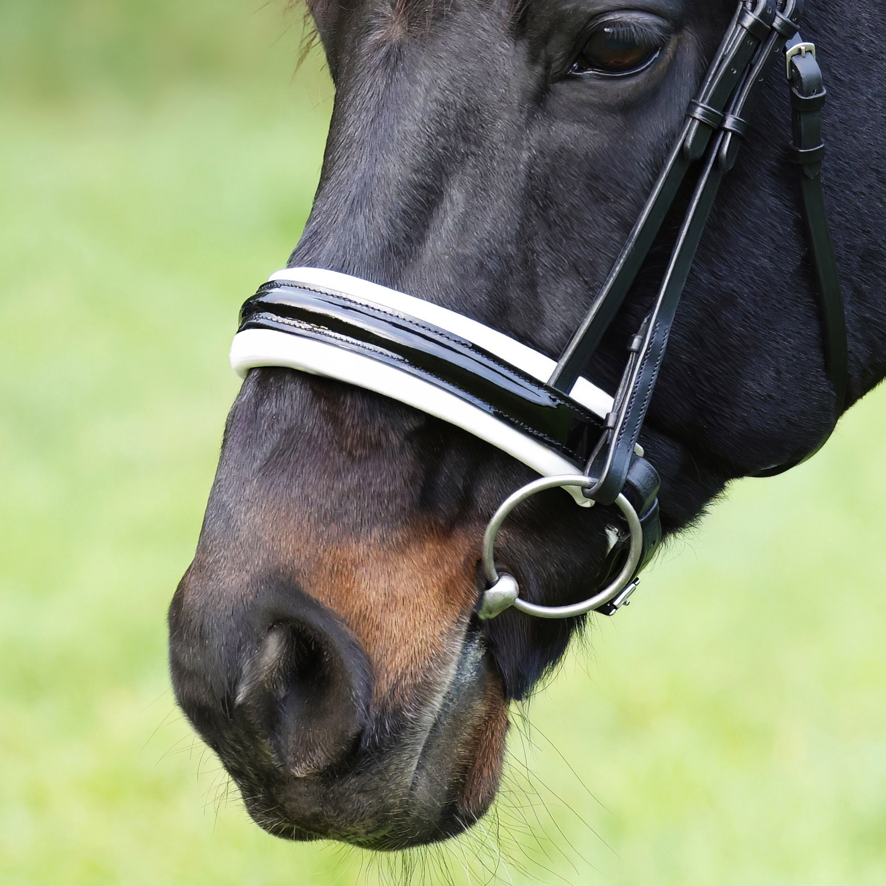 Reithalfter-Motion-Weiss-Lack-Zaumhaken-ohne-Sperrriemen