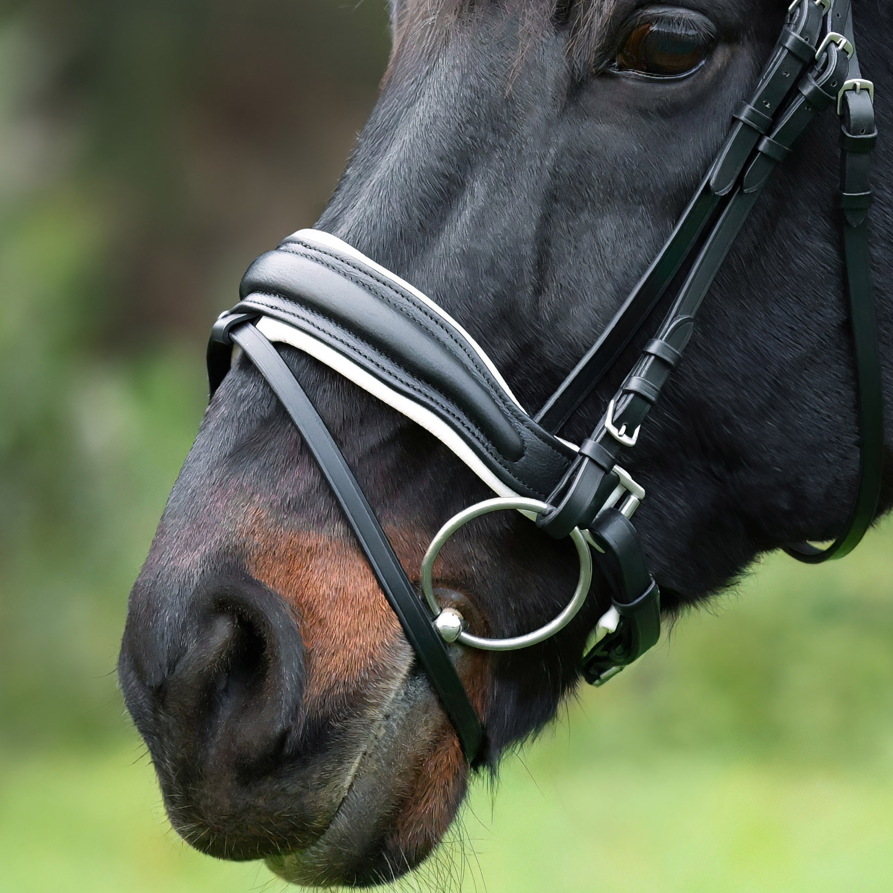 Reithalfter-Custom-Weiss-Schnallen-mit-Sperrriemen