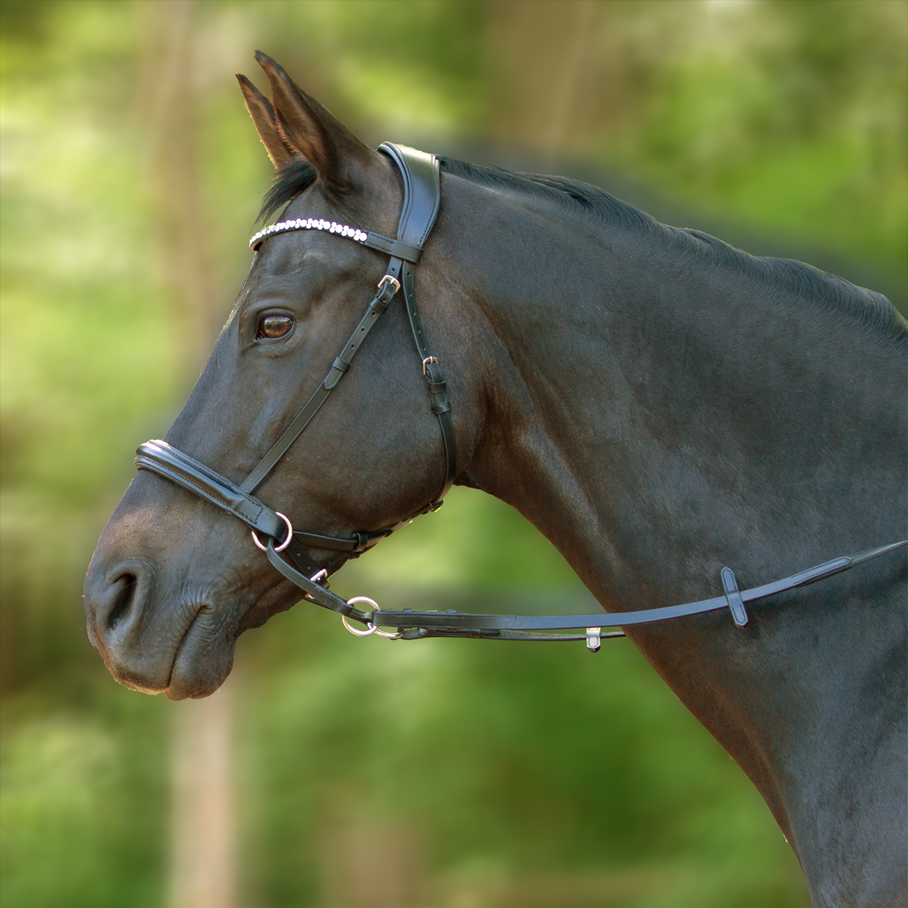 Trense-Gebisslos-Crossover-Bitless-Warmblut-Vollblut